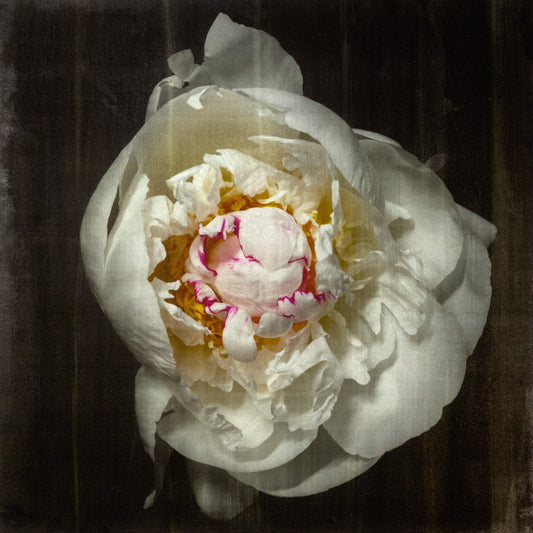 Print of White Peony for sale  delicate white petals adorned with crimson accents and yellow center Centered in Square mode, black background, wall art 8” square on cotton paper deckle edge