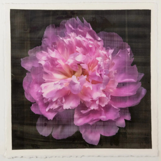 flower print pink rose peony with a collar of smaller ivory petals at the base big fluffy flower Centered in Square mode, black background, wall art