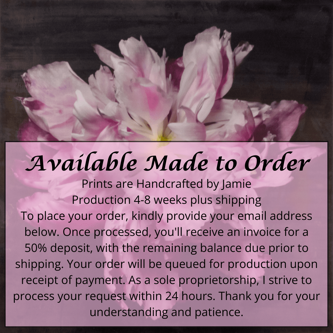 flower print of magenta double blooming pink peony at peak bloom, delicate fluttering petals of white and magenta with a yellow center. Centered in Square mode, black background, wall art