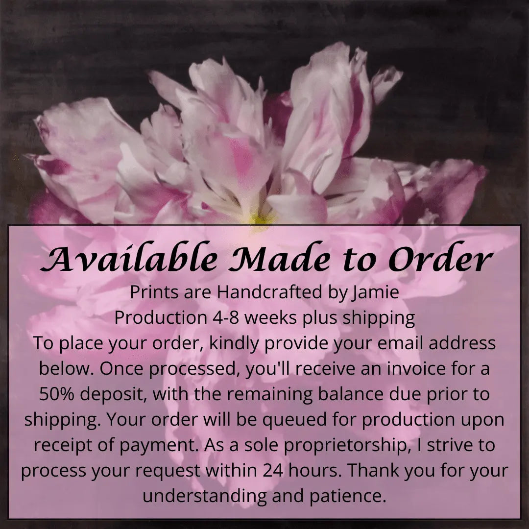 flower print of magenta double blooming pink peony at peak bloom, delicate fluttering petals of white and magenta with a yellow center. Centered in Square mode, black background, wall art