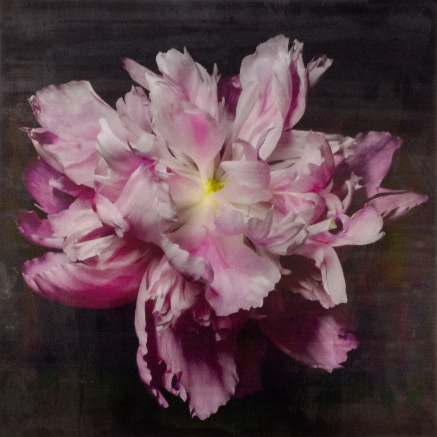 flower print of magenta double blooming pink peony at peak bloom, delicate fluttering petals of white and magenta with a yellow center. Centered in Square mode, black background, wall art