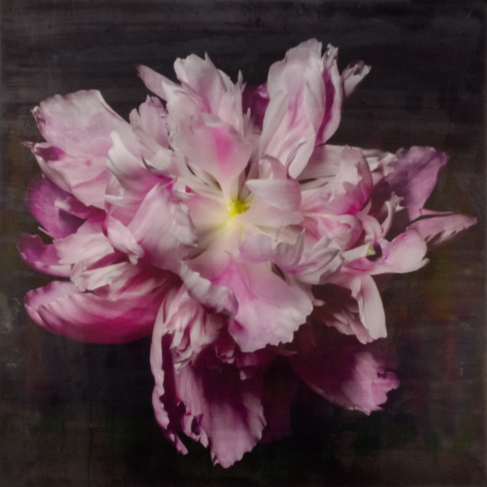 flower print of magenta double blooming pink peony at peak bloom, delicate fluttering petals of white and magenta with a yellow center. Centered in Square mode, black background, wall art