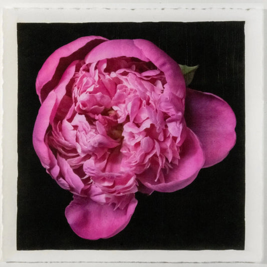 flower print of magenta double blooming pink peony partially closed inner petals closed yet fluttering with outer petals open. Centered in Square mode, black background, wall art