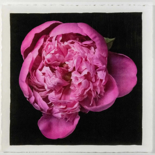 flower print of magenta double blooming pink peony partially closed inner petals closed yet fluttering with outer petals open. Centered in Square mode, black background, wall art