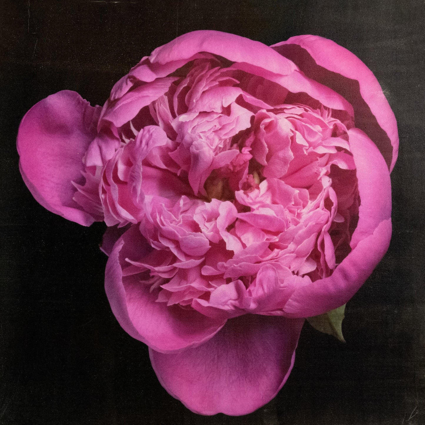 flower print of  magenta double blooming pink peony partially closed inner petals closed yet fluttering with outer petals open. Centered in Square mode, black background, wall art