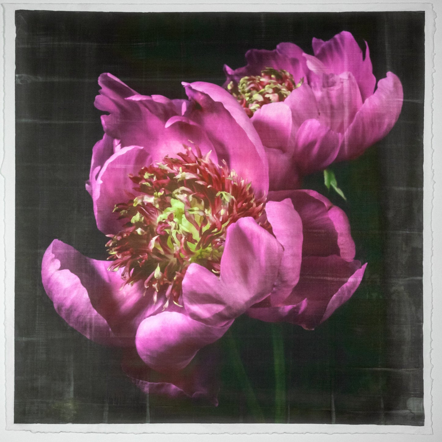 Flower photograph print double pink peony anemone-flowering peony with pink guard petals surrounding a spiky center of lighter petaloids, edged in peach 20” square on cotton paper. centered on black background, wall art