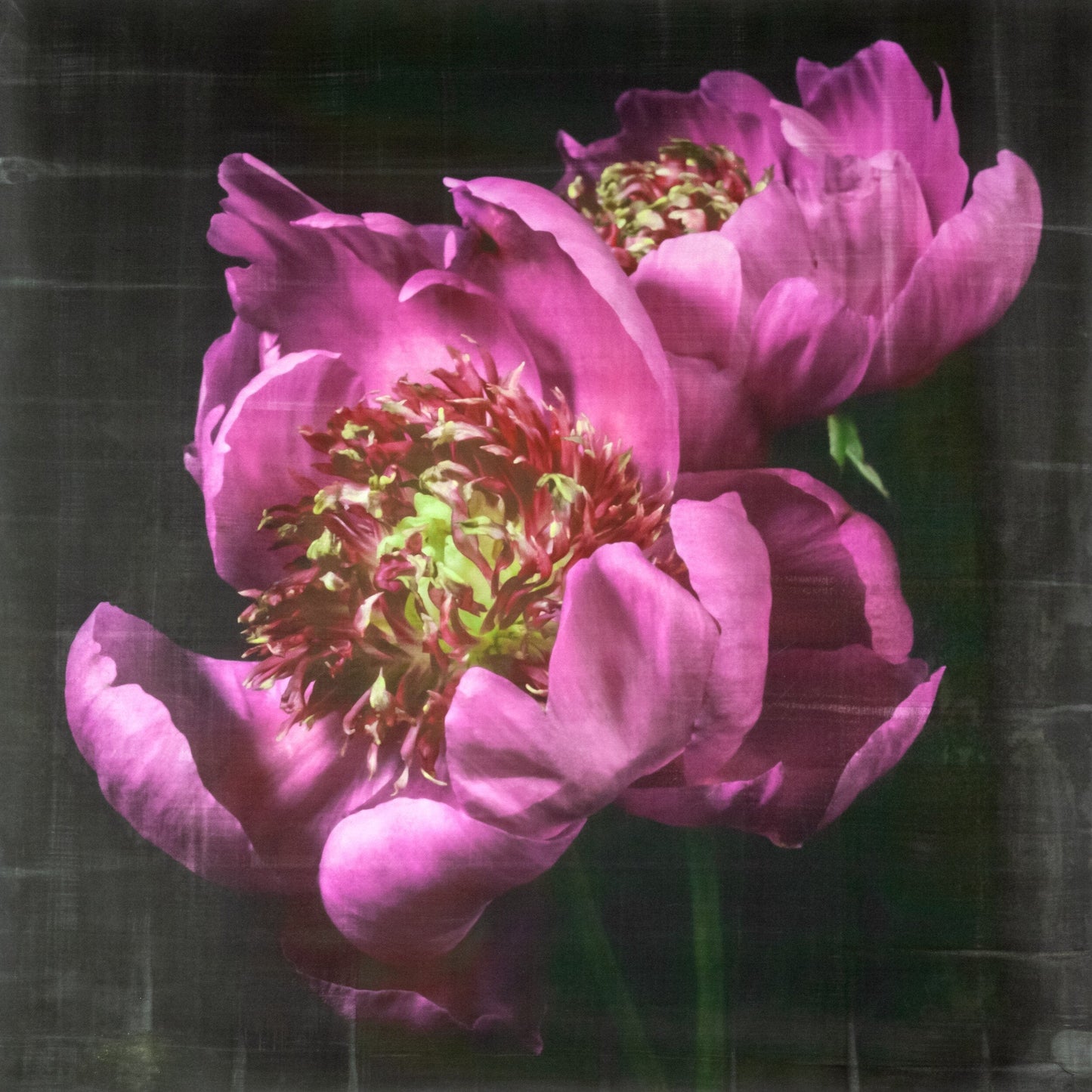 Flower Photograph print double pink peony anemone-flowering peony with pink guard petals surrounding a spiky center of lighter petaloids, edged in peach,Centered in Square mode,black background, wall art