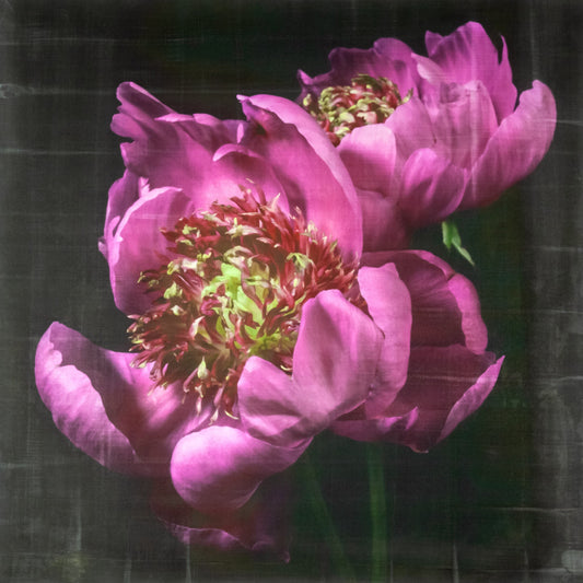 Flower Photograph print double pink peony anemone-flowering peony with pink guard petals surrounding a spiky center of lighter petaloids, edged in peach,Centered in Square mode,black background, wall art
