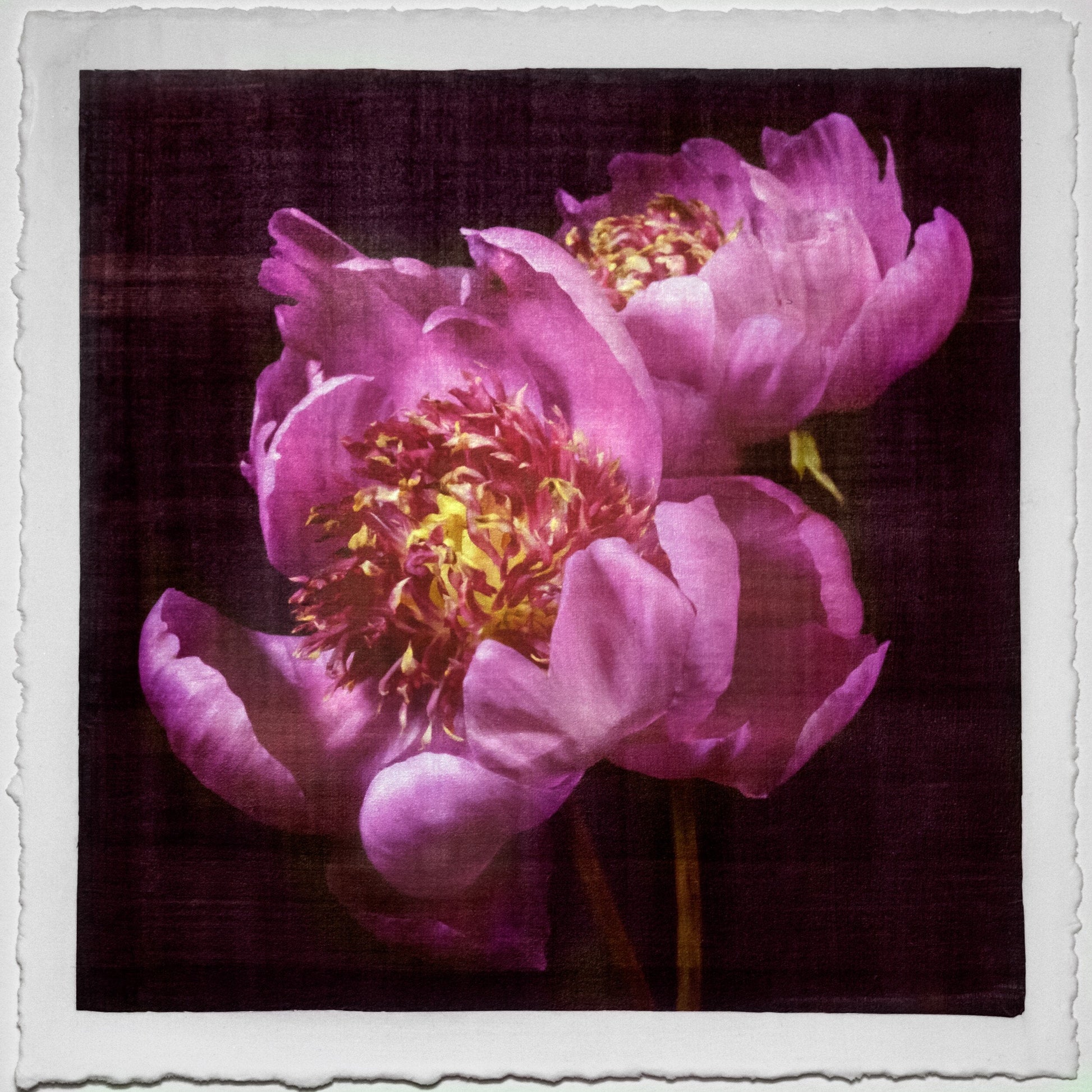 Flower Photograph print double pink peony anemone-flowering peony with pink guard petals surrounding a spiky center of lighter petaloids, edged in peach 8” square on cotton paper. centered on black background, wall art
