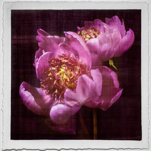 Flower Photograph print double pink peony anemone-flowering peony with pink guard petals surrounding a spiky center of lighter petaloids, edged in peach 8” square on cotton paper. centered on black background, wall art