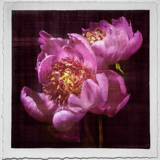 Flower Photograph print double pink peony anemone-flowering peony with pink guard petals surrounding a spiky center of lighter petaloids, edged in peach 8” square on cotton paper. centered on black background, wall art