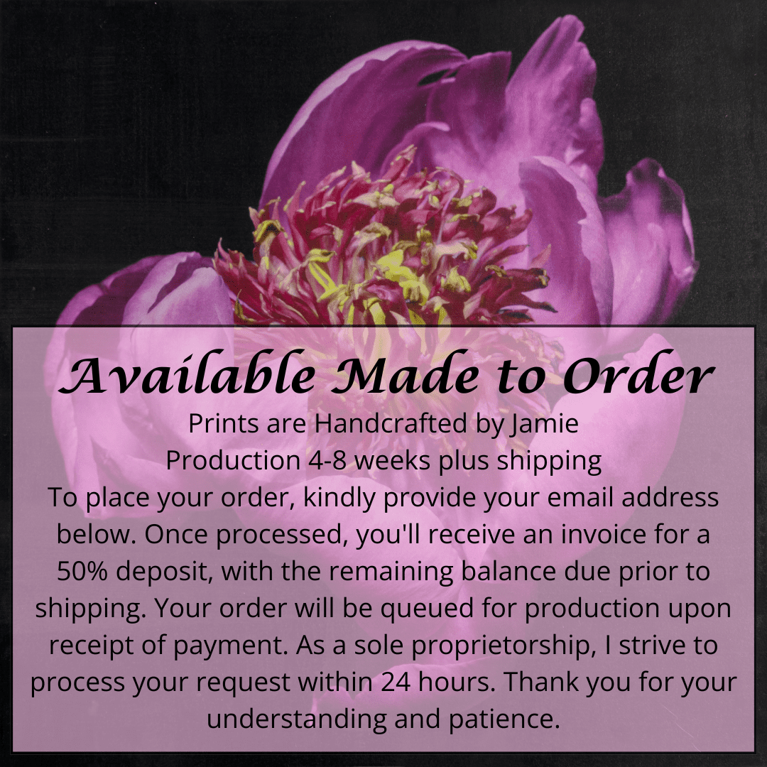 flower print of pink peony with guard petals surrounding a spiky center of lighter petaloid with yellow,Centered in Square mode,black background, wall art