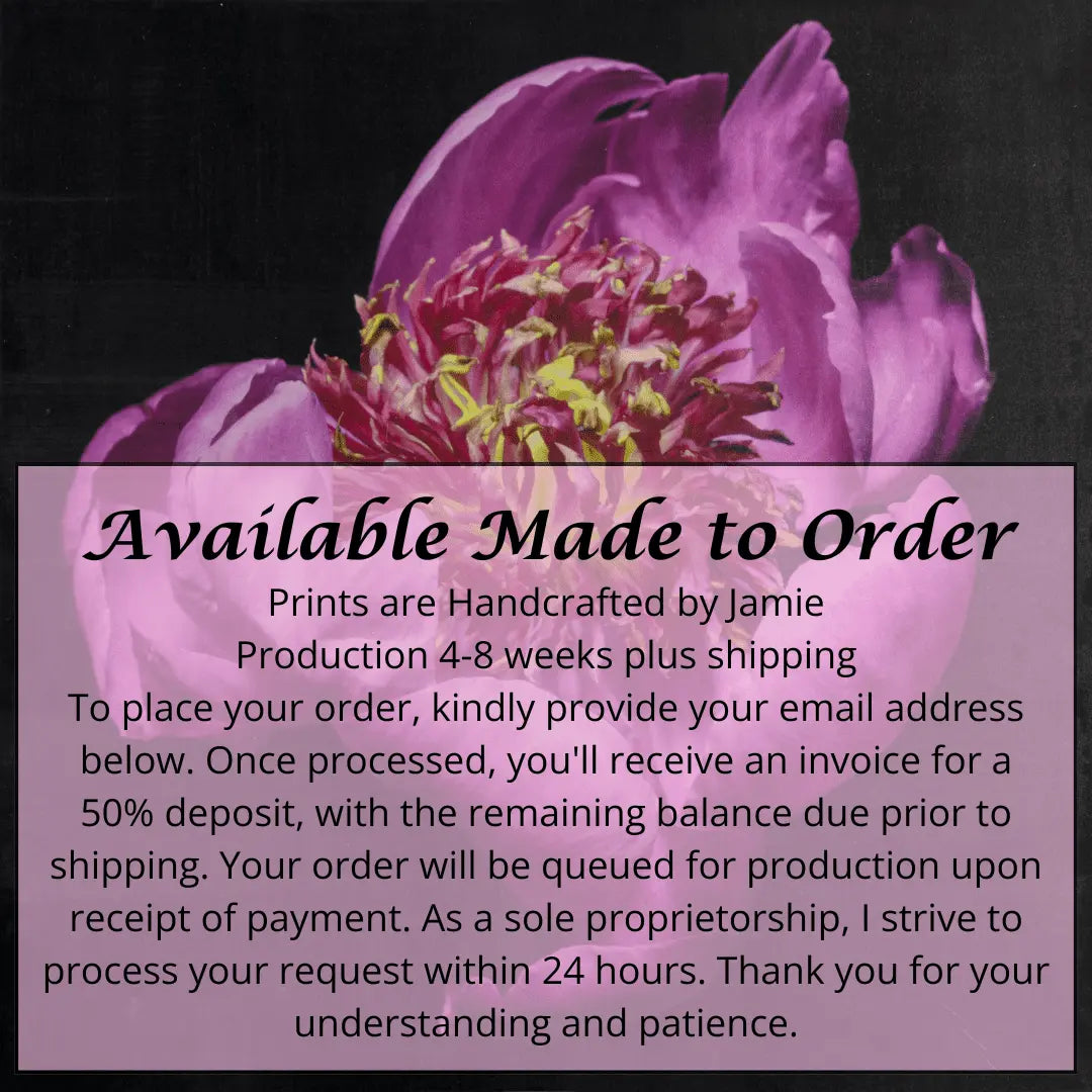 flower print of pink peony with guard petals surrounding a spiky center of lighter petaloid with yellow,Centered in Square mode,black background, wall art