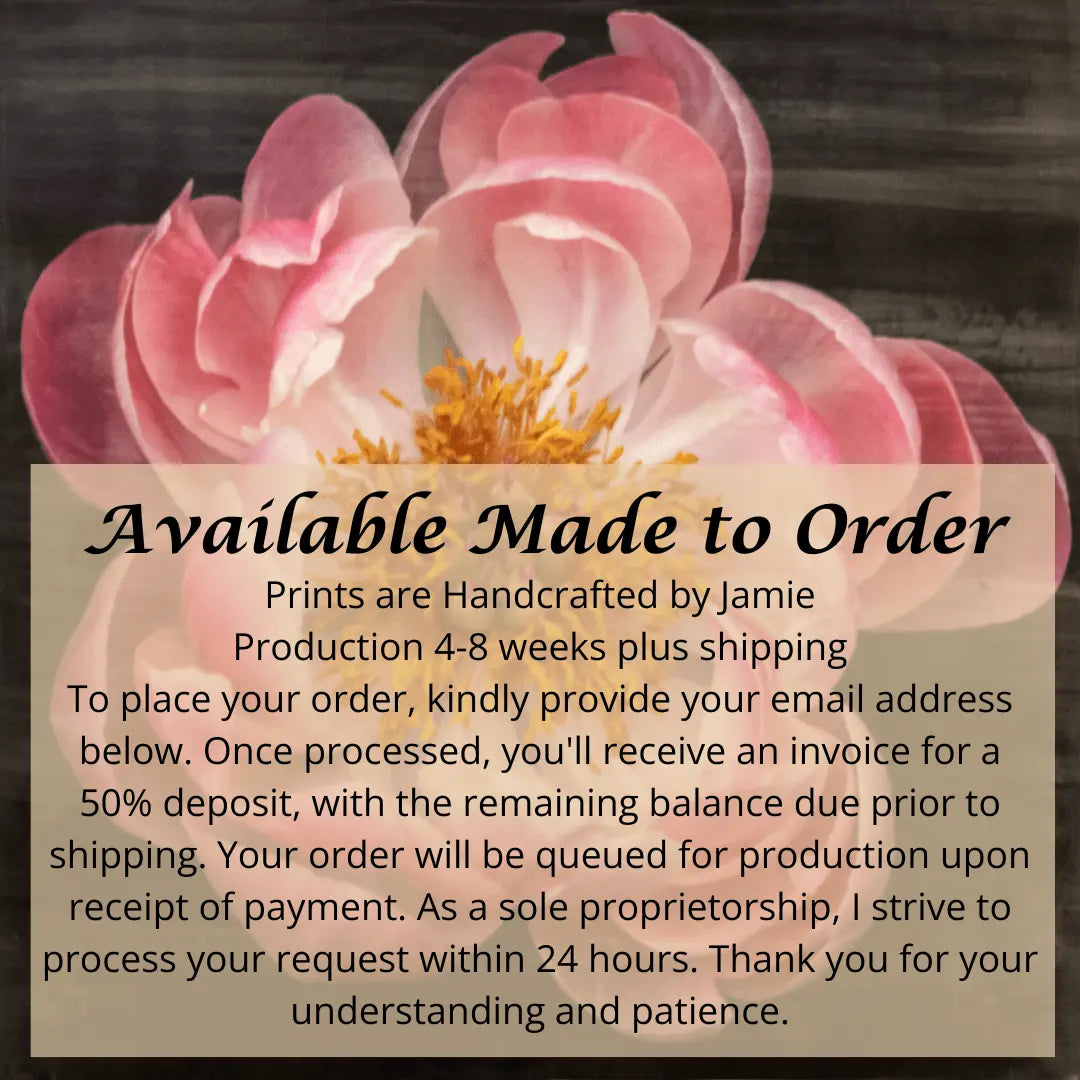 flower photograph of pink peony with dark coral center and round fluttering petals fading to pale pink, large yellow stamen center Centered in Square mode, black background, wall art