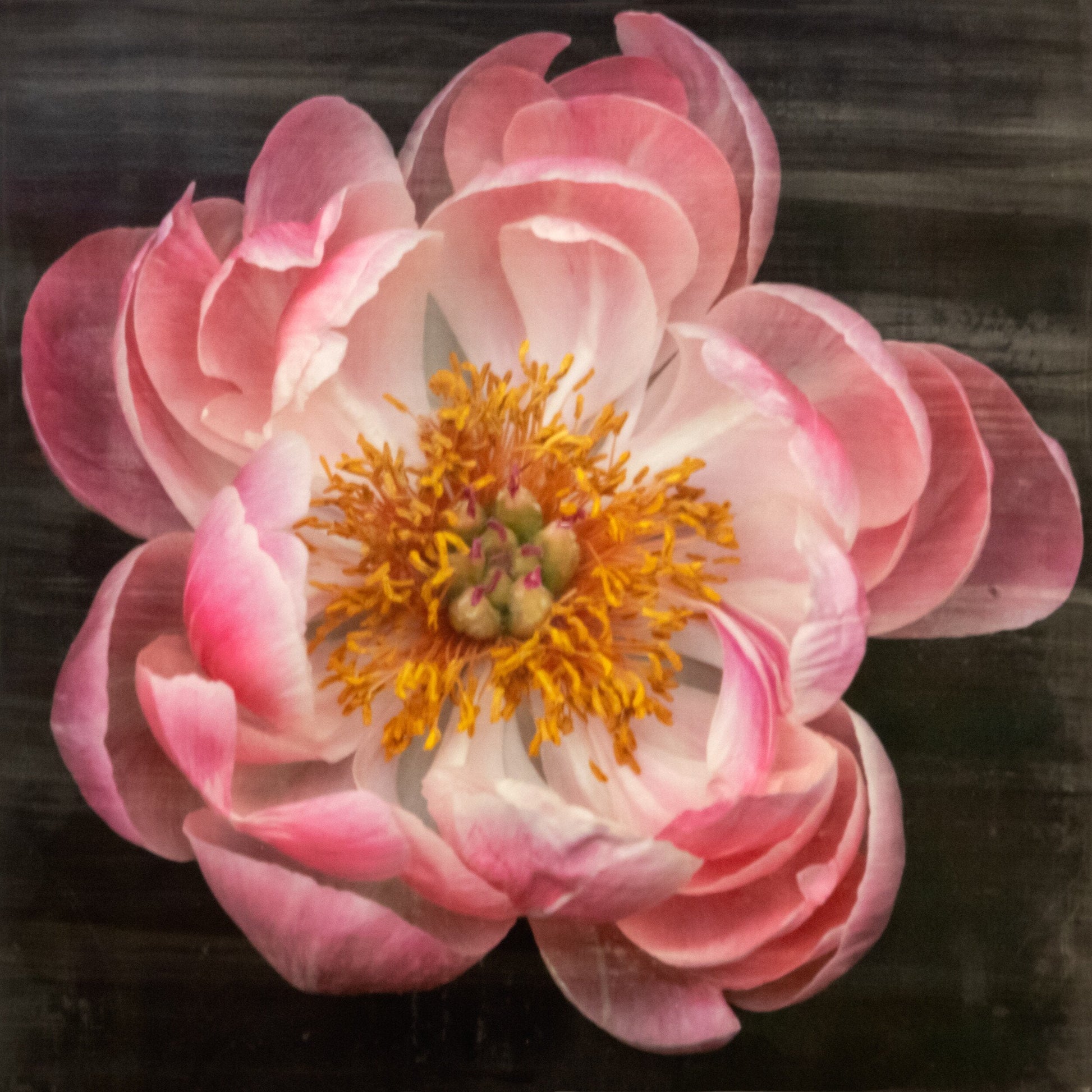 flower photograph of pink peony with dark coral center and round fluttering petals fading to pale pink, large yellow stamen center Centered in Square mode, black background, wall art