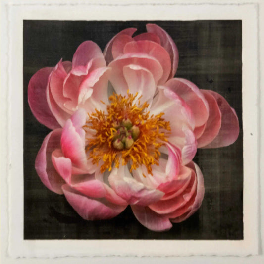 flower photograph of pink peony with dark coral center and round fluttering petals fading to pale pink, large yellow stamen center Centered in Square mode, black background, wall art
