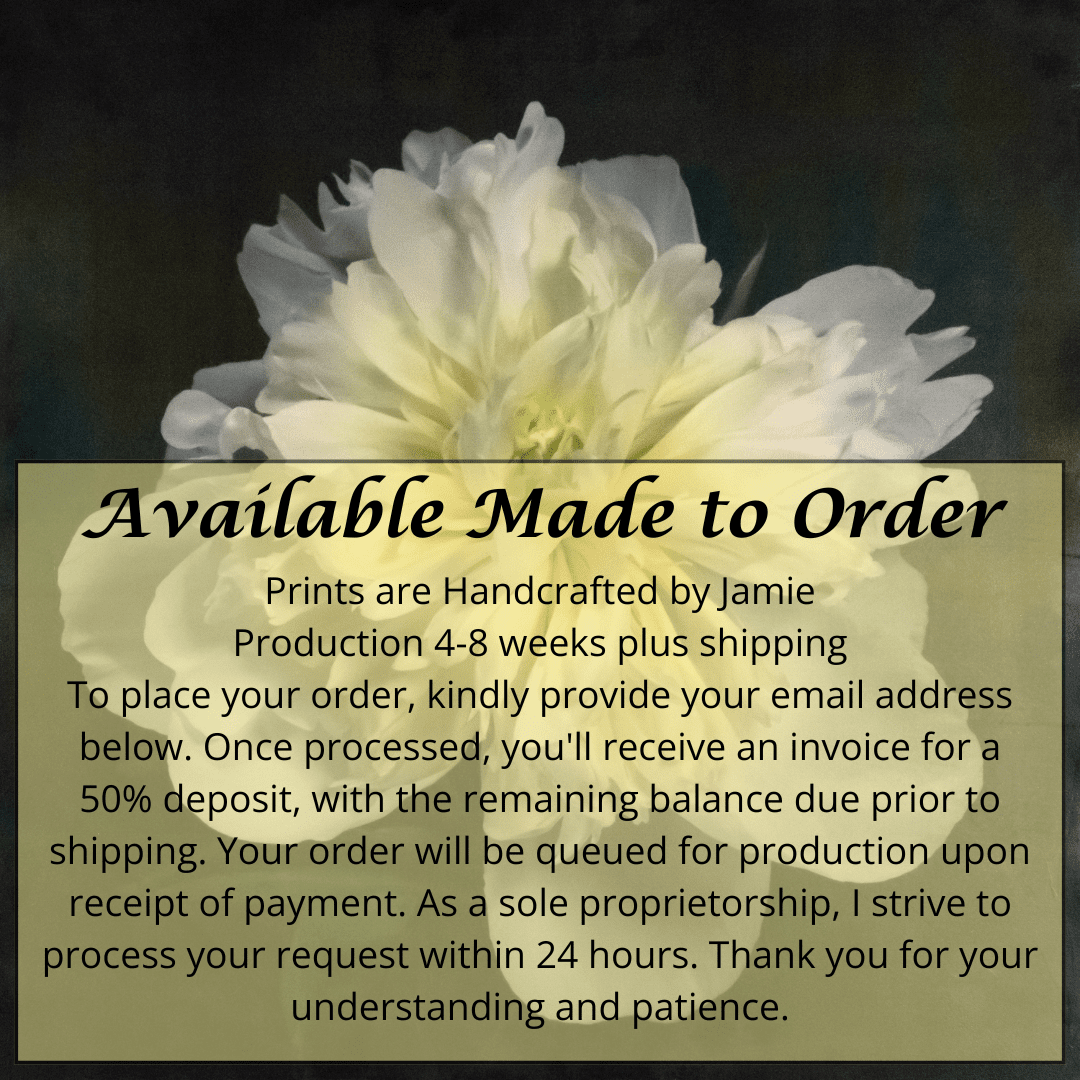 Print of White Peony for sale handcrafted from a photograph  of a flower with large, fully double creamy white petals and yellow cente Centered in Square mode, black background, wall art
