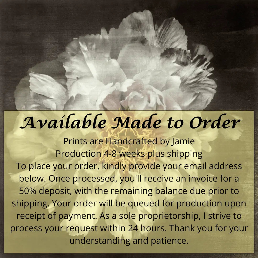 Flower Print of White Peony pastel-colored petals in shades of soft pink, blush, white,open center with yellow stamen Centered in Square mode, black background, wall art