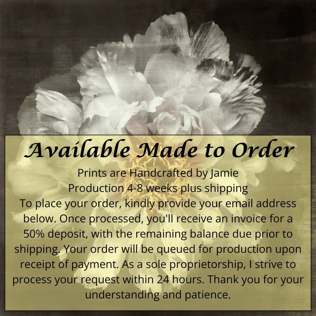 Flower Print of White Peony pastel-colored petals in shades of soft pink, blush, white,open center with yellow stamen Centered in Square mode, black background, wall art