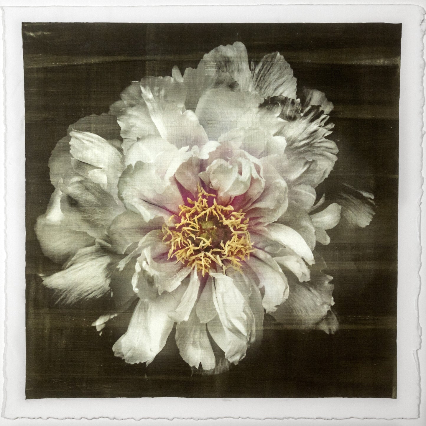Flower Print of White Peony pastel-colored petals in shades of soft pink, blush, white,open center with yellow stamen Centered in Square mode, black background, wall art 8” square on cotton paper deckle edge