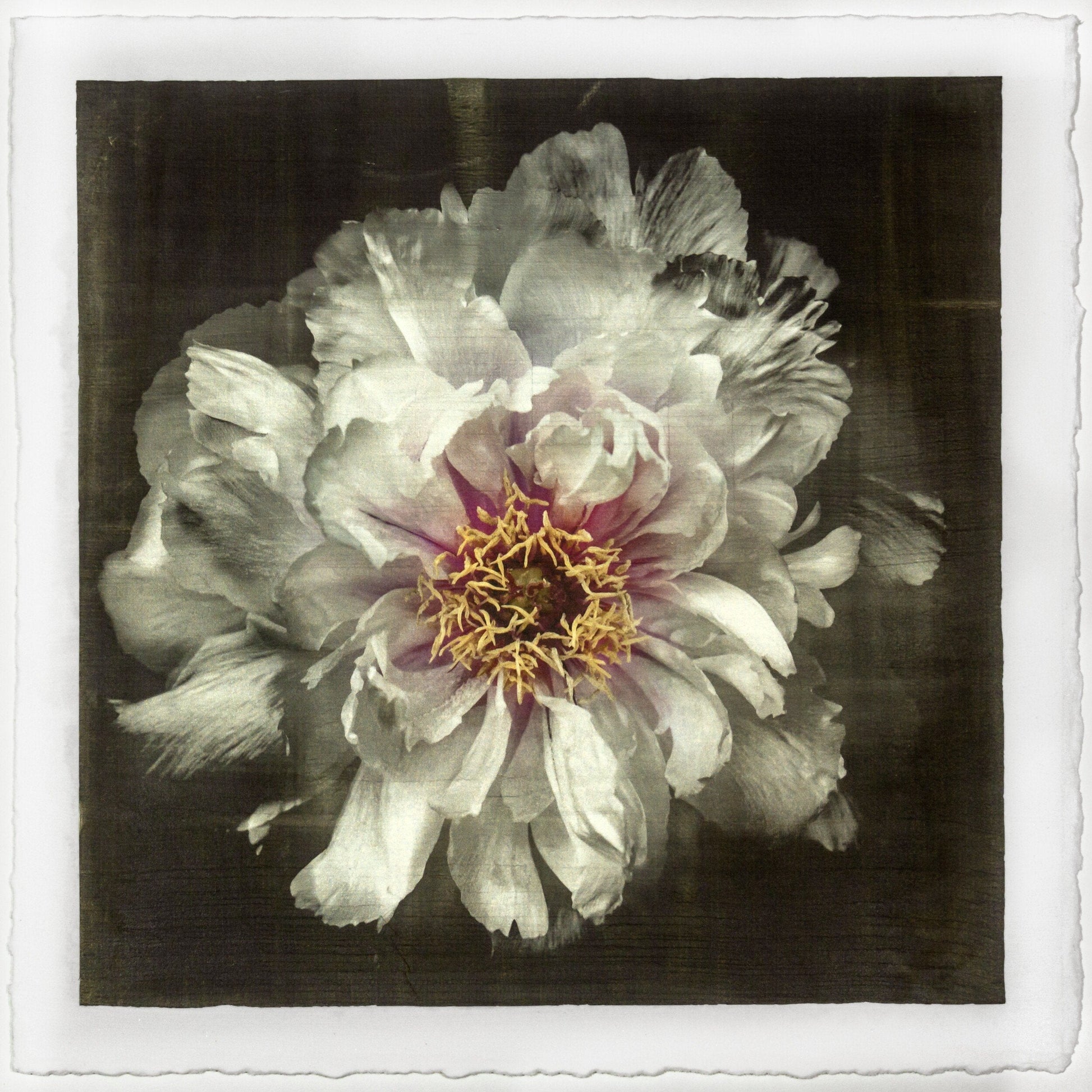 Flower Print of White Peony pastel-colored petals in shades of soft pink, blush, white,open center with yellow stamen Centered in Square mode, black background, wall art 12” square on paper deckle edge
