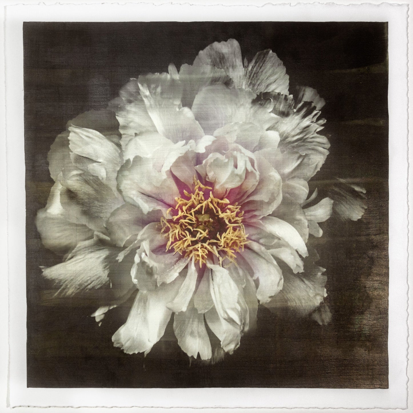 Flower Print of White Peony pastel-colored petals in shades of soft pink, blush, white,open center with yellow stamen Centered in Square mode, black background, wall art 20” square on paper deckle edge