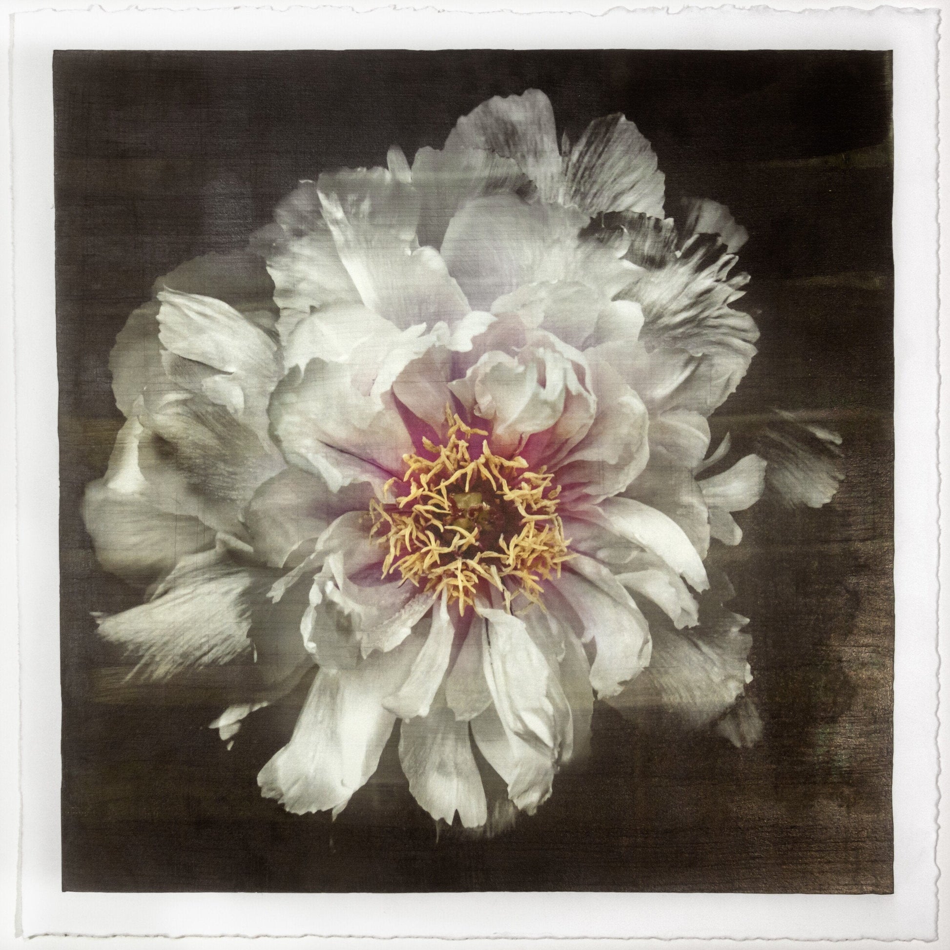 Flower Print of White Peony pastel-colored petals in shades of soft pink, blush, white,open center with yellow stamen Centered in Square mode, black background, wall art 20” square on paper deckle edge