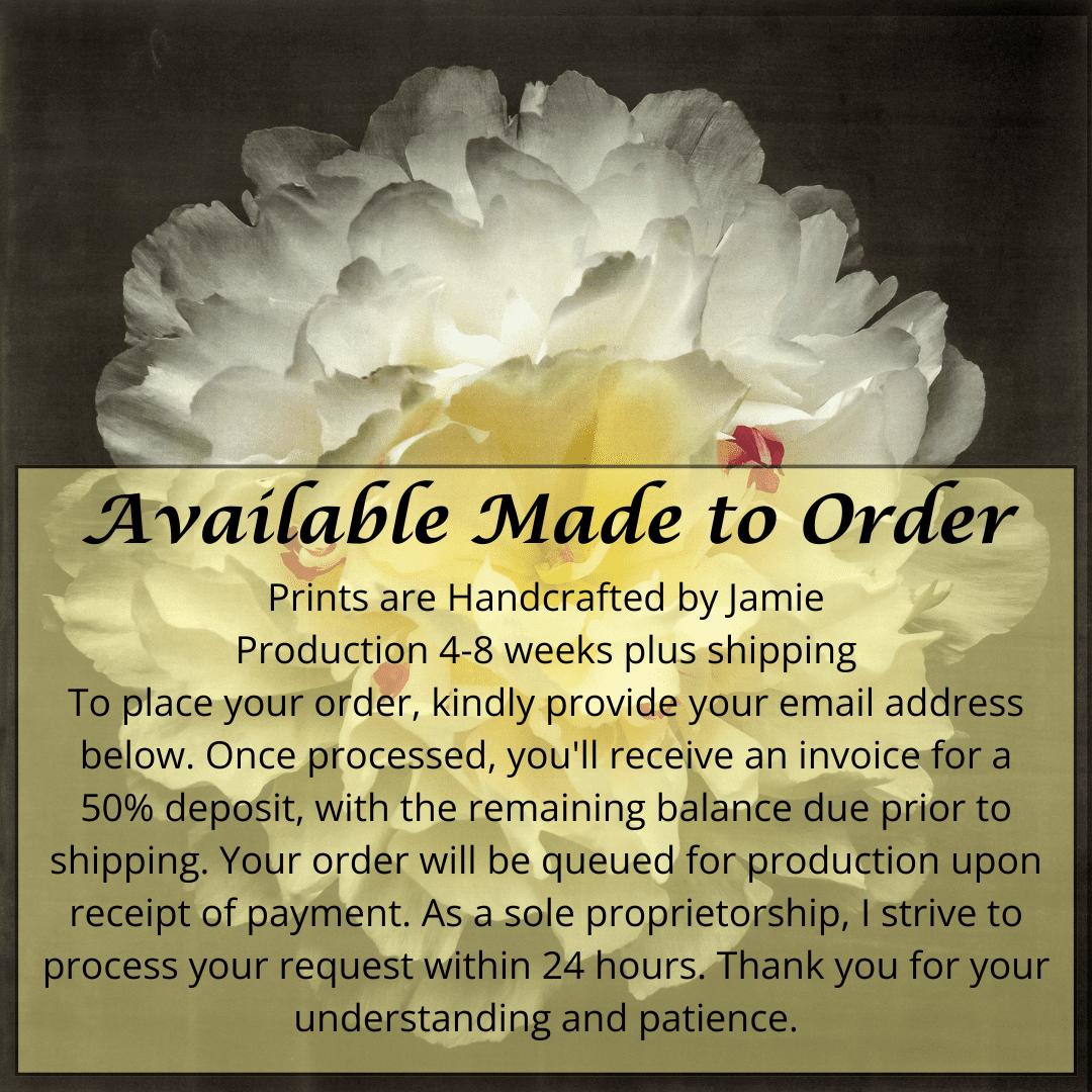 Print of White Peony for sale handcrafted from a photograph delicate white petals adorned with crimson accents and yellow center Centered in Square mode, black background, wall art