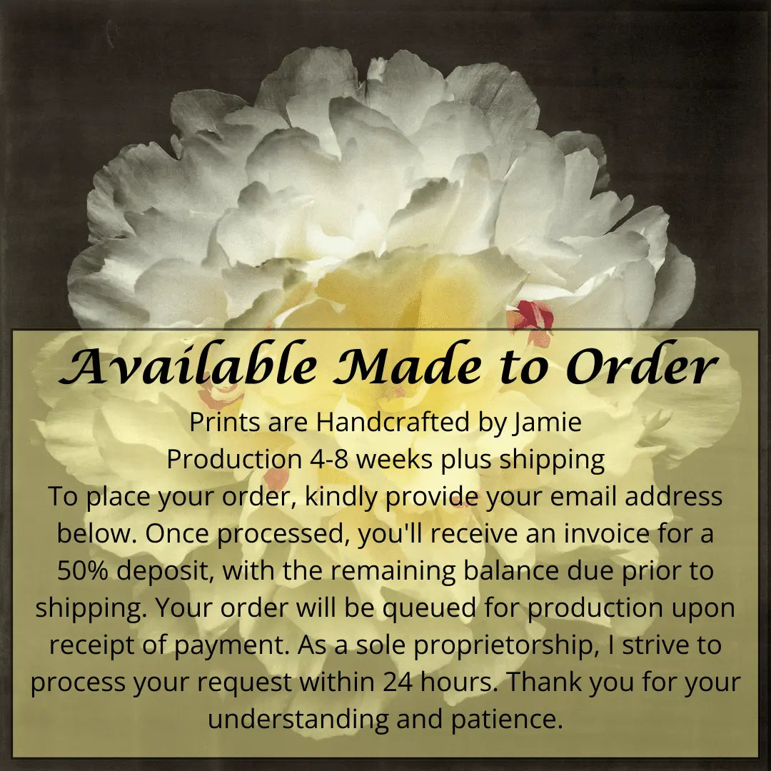 Print of White Peony for sale handcrafted from a photograph delicate white petals adorned with crimson accents and yellow center Centered in Square mode, black background, wall art
