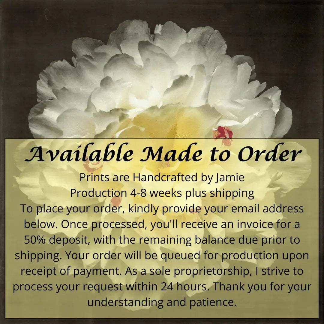 Print of White Peony for sale handcrafted from a photograph delicate white petals adorned with crimson accents and yellow center Centered in Square mode, black background, wall art