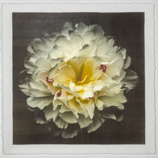 Print of White Peony for sale delicate white petals adorned with crimson accents and yellow center Centered in Square mode, black background, wall art 8” square on cotton paper deckle edge