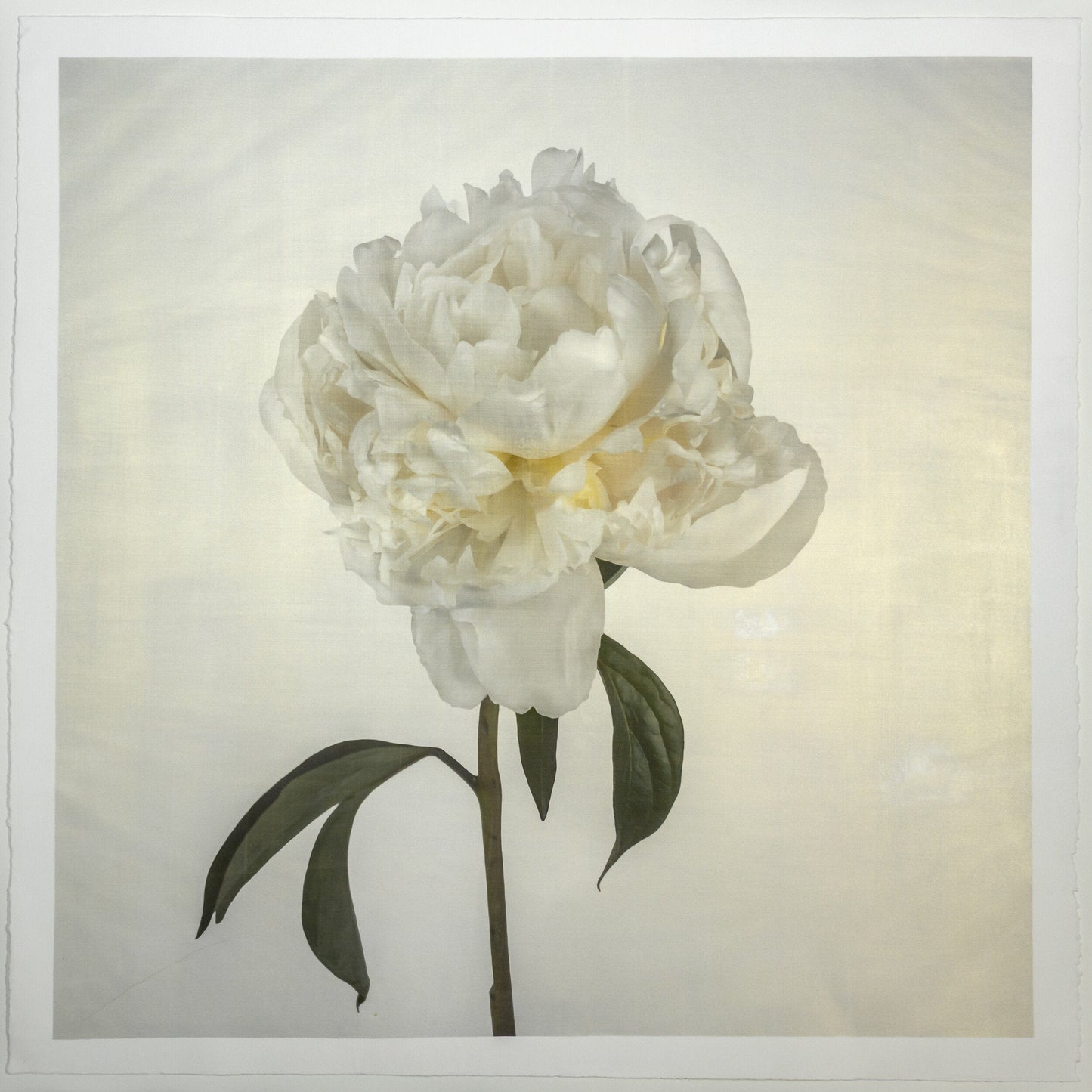 Flower Photograph Print White Peony Side view full bloom with yellow tint stem and leaves visible gold tinted, square White Peony Side view full bloom with yellow tint stem and leaves visible gold tinted, square