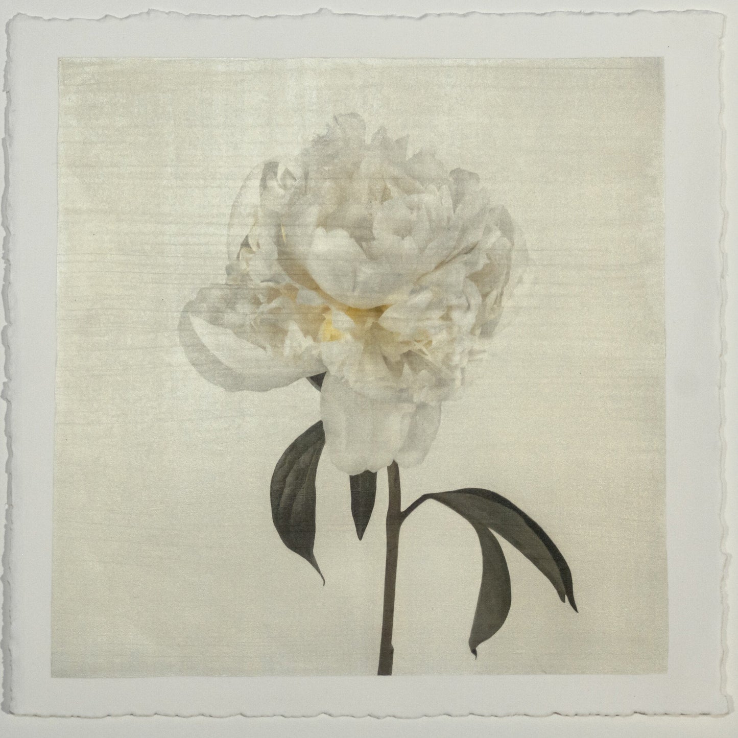 Flower Photograph Print White Peony Side view full bloom with yellow tint stem and leaves visible gold tinted, square White Peony Side view full bloom with yellow tint stem and leaves visible gold tinted, square