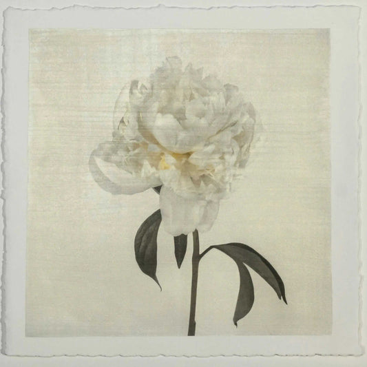 White Peony fine art handmade emulsion lift print with gold and pearl iridescence on cotton paper variable edition