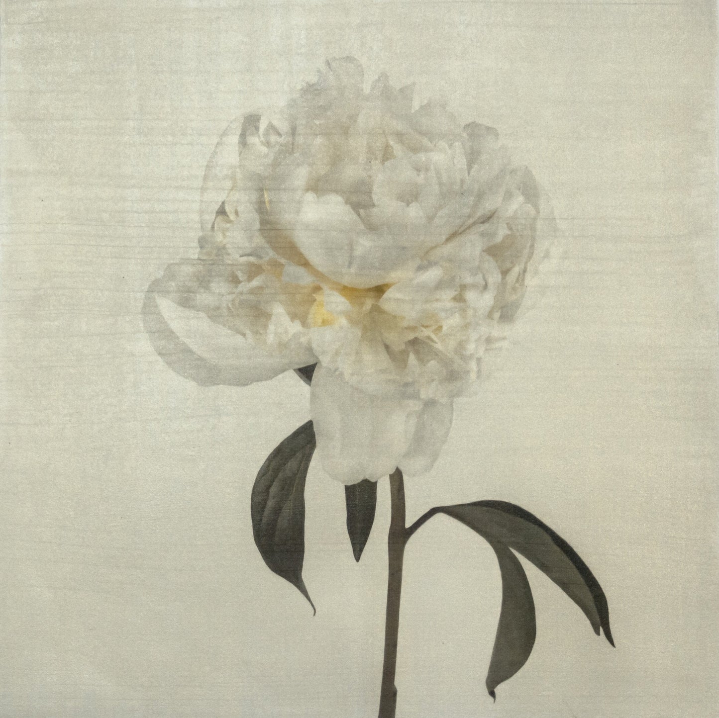 Flower Photograph Print White Peony Side view full bloom with yellow tint stem and leaves visible gold tinted, square