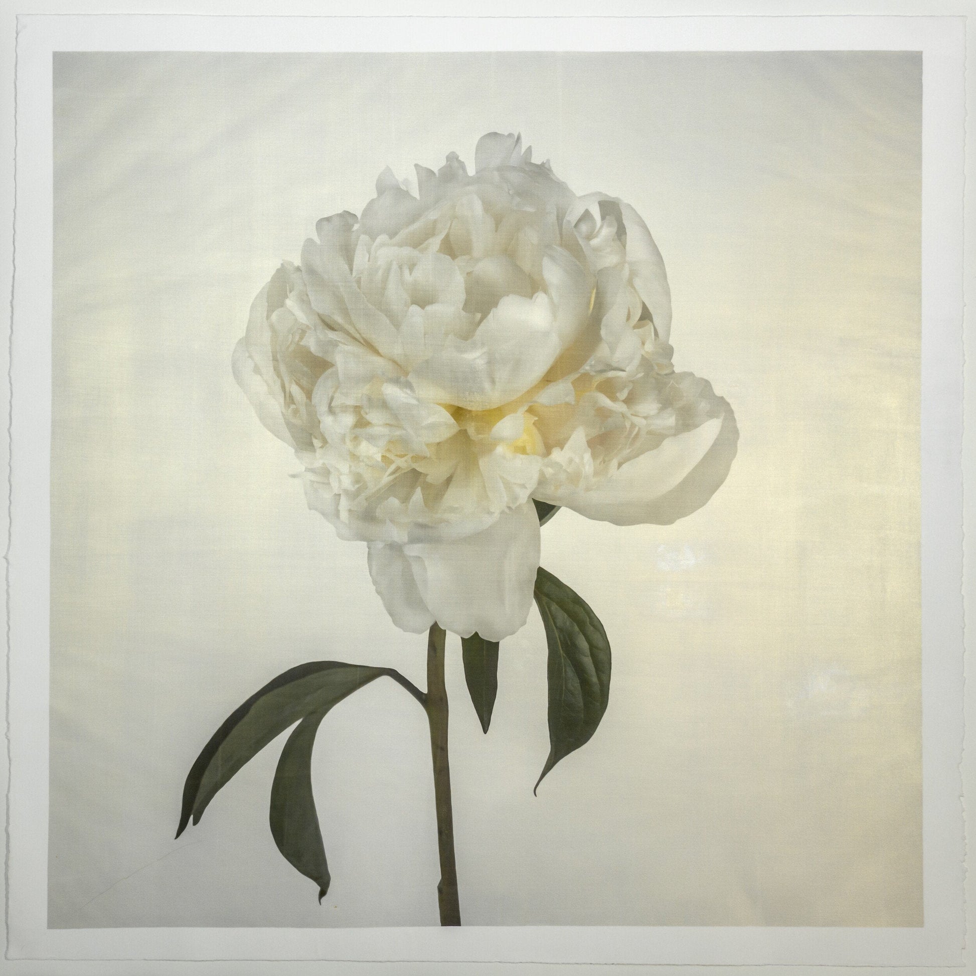 Flower Photograph Print White Peony Side view full bloom with yellow tint stem and leaves visible gold tinted, square