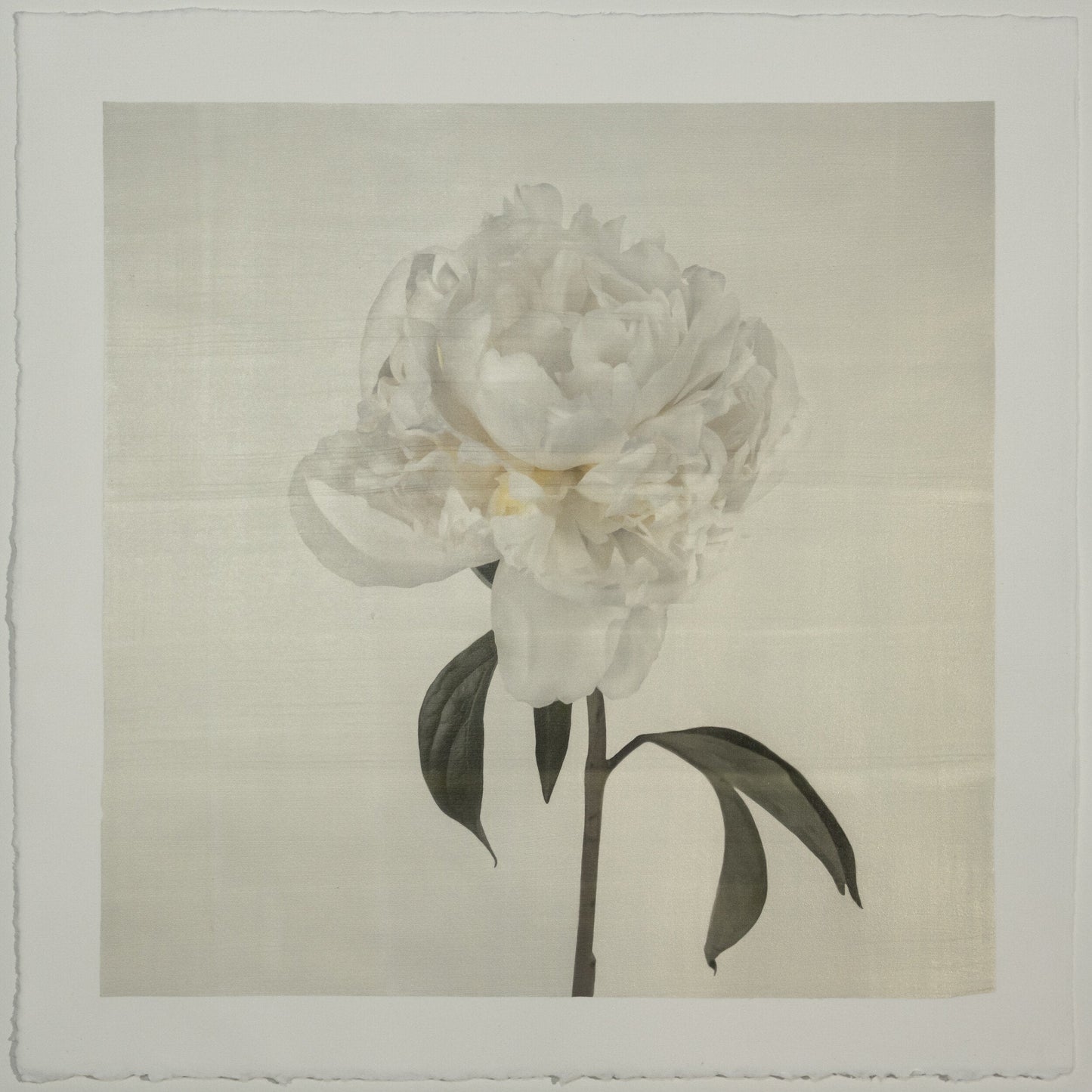 Flower Photograph Print White Peony Side view full bloom with yellow tint stem and leaves visible gold tinted, square