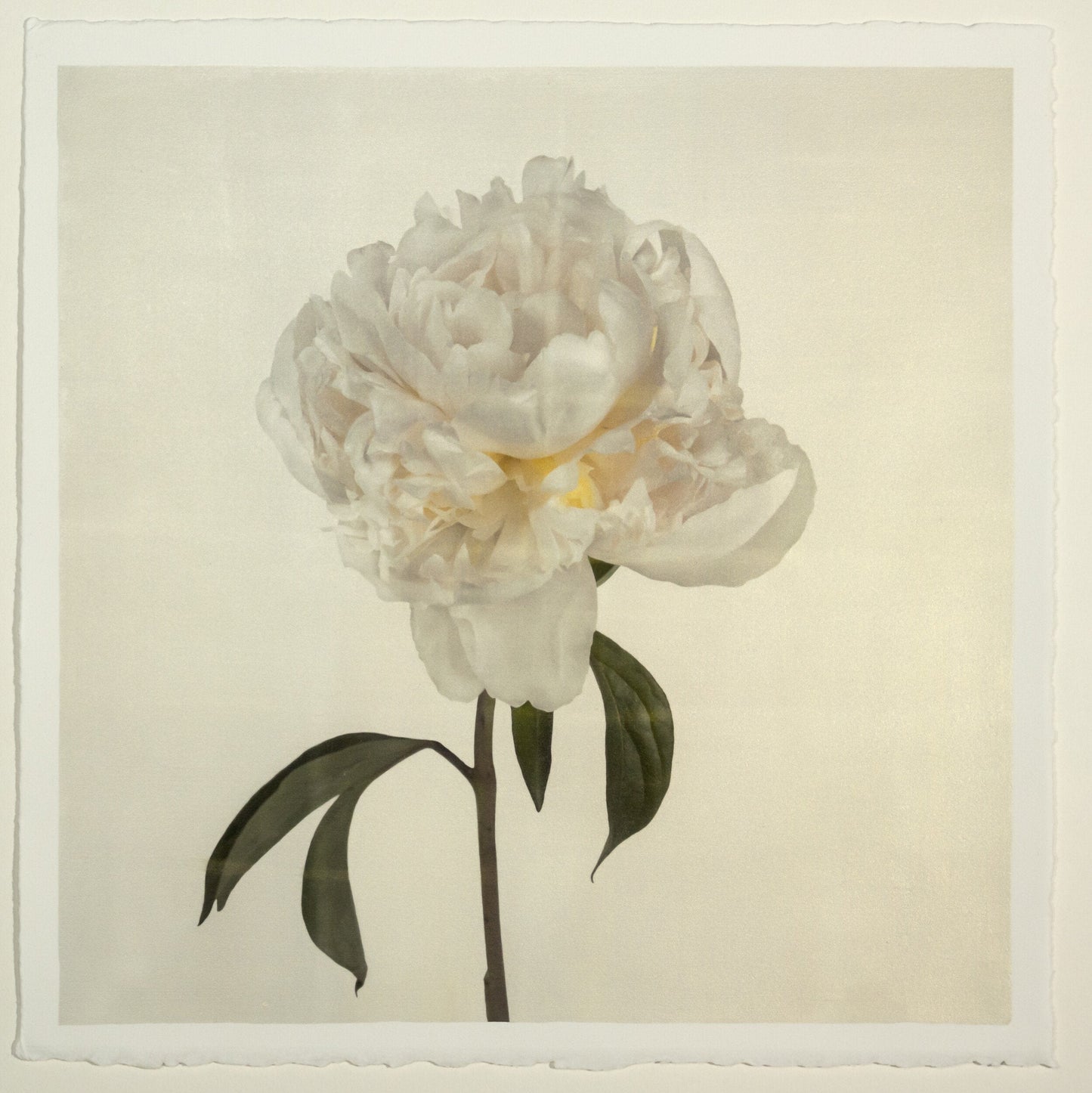 Flower Photograph Print White Peony Side view full bloom with yellow tint stem and leaves visible gold tinted, square