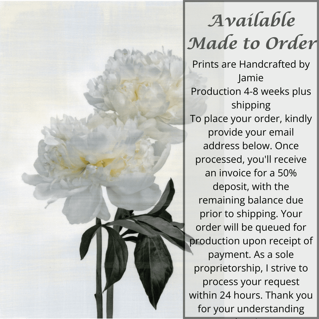 2 full bloom double white peony with yellow center, stems and leaves one standing taller, blooms both visible wall art