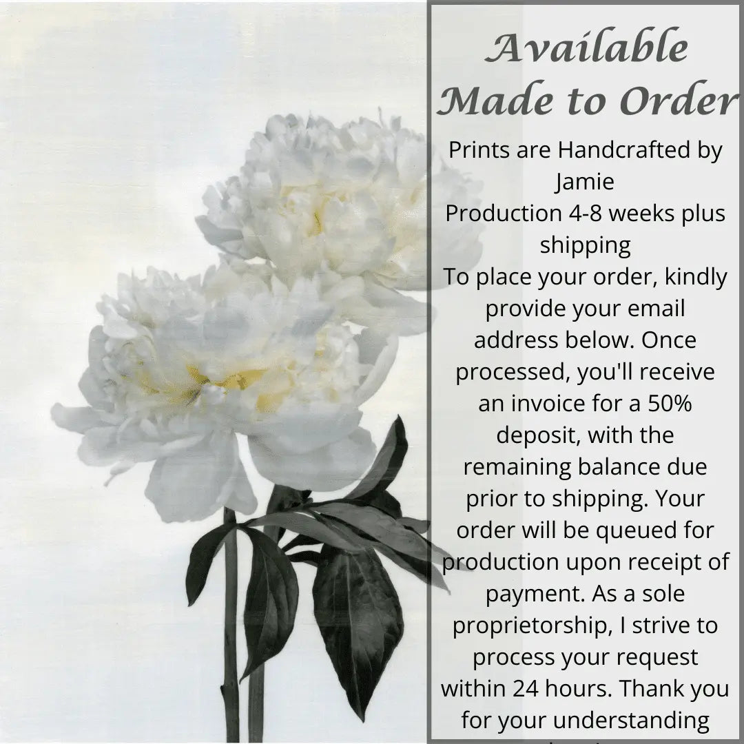 2 full bloom double white peony with yellow center, stems and leaves one standing taller, blooms both visible wall art