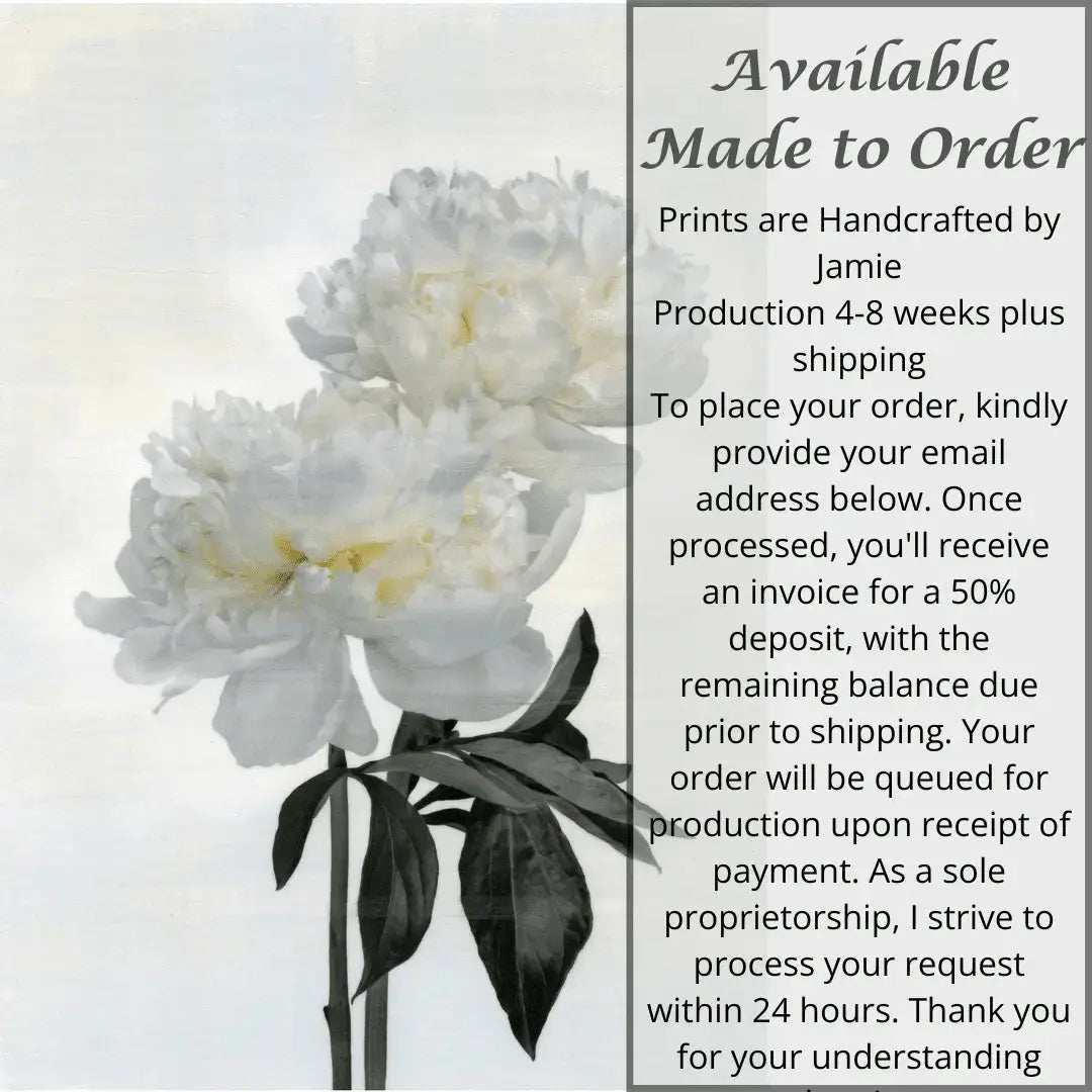 Double White Peony fine art botanical emulsion lift print showcasing elegant white peony flower on textured cotton paper with pearl iridescence
