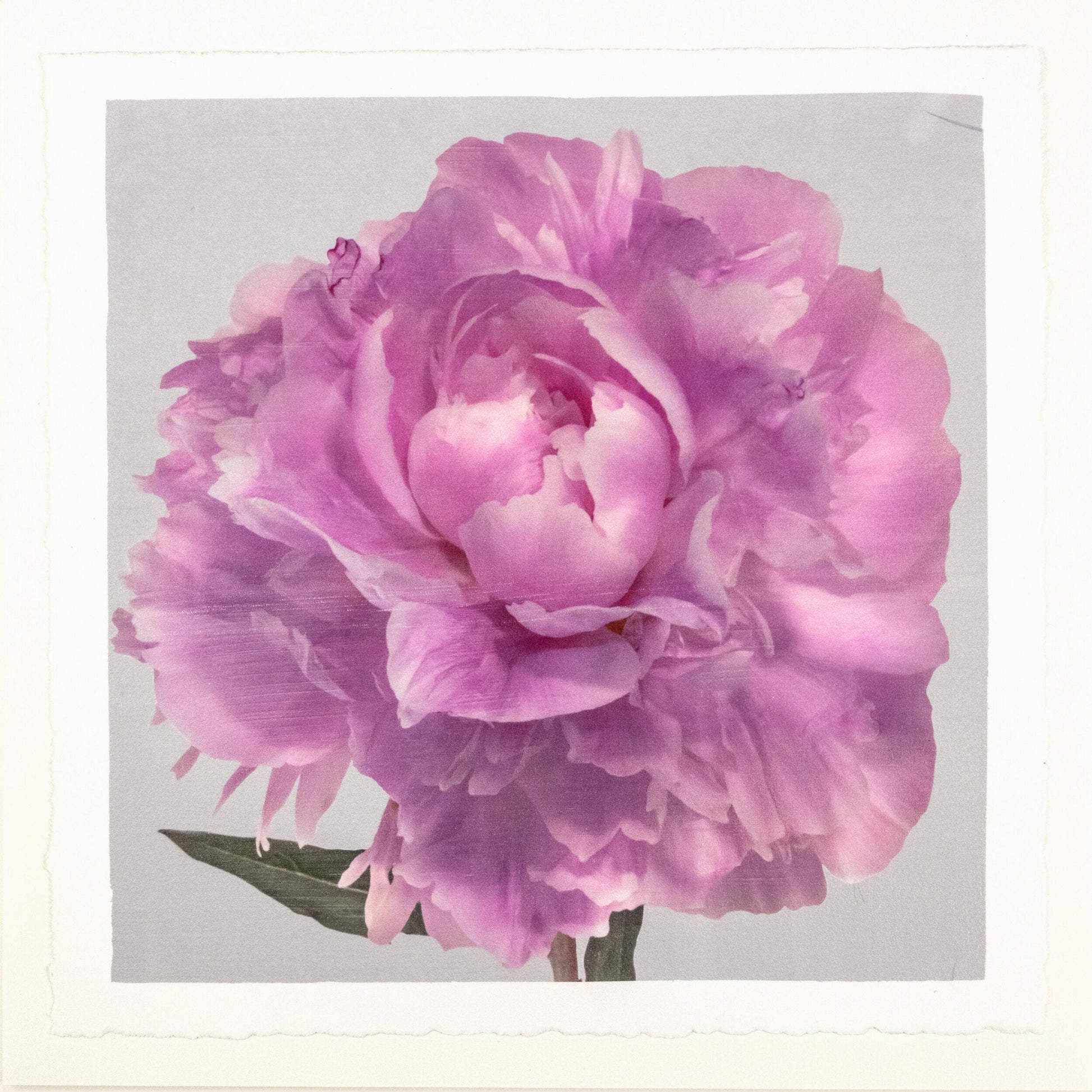 Photograph Print of Pink Peony for sale handcrafted from a photograph of a flower with delicate pink petals with silvery edges centered Square mode, grey background, wall art