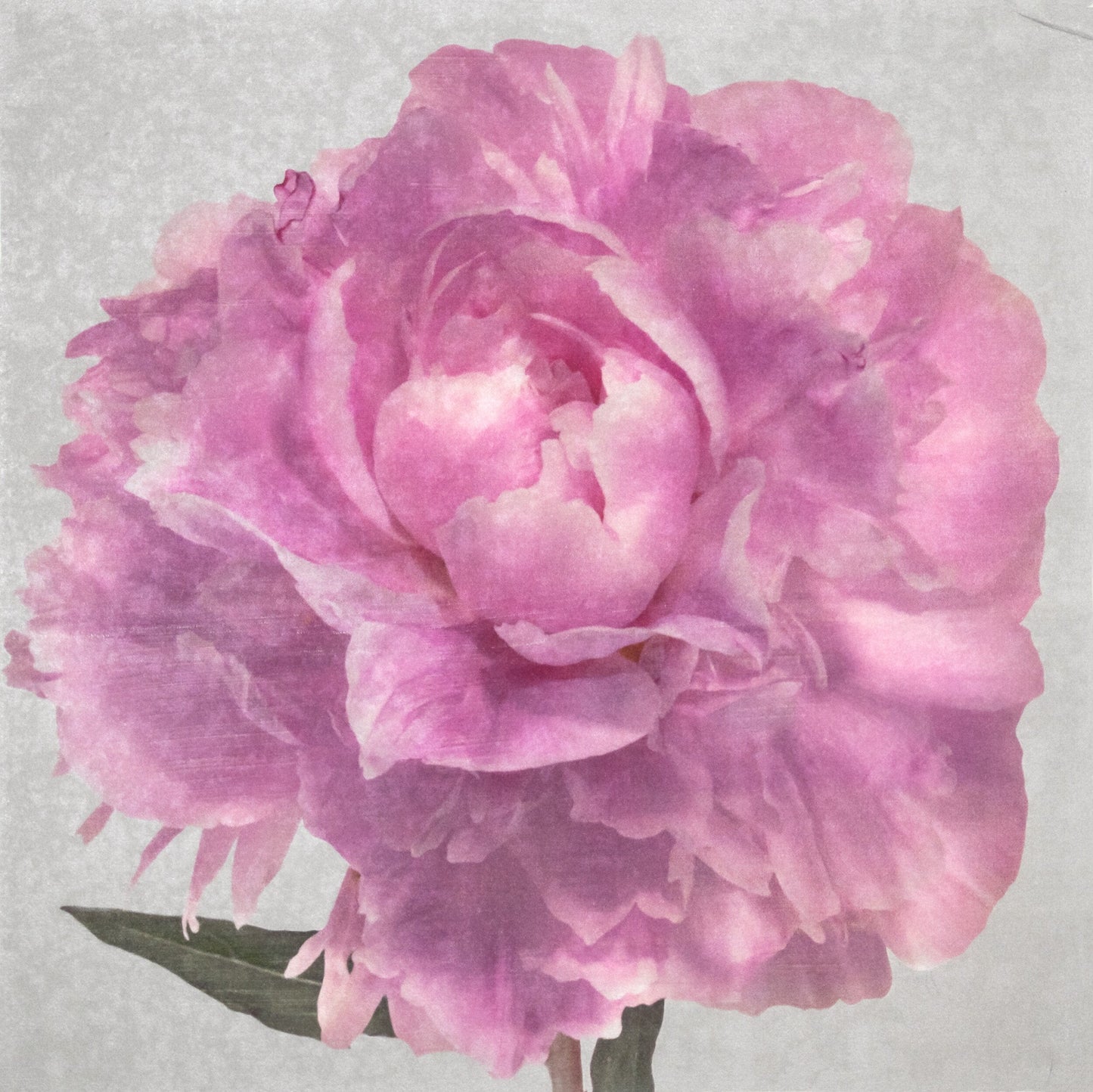 Photograph Print of Pink Peony for sale handcrafted from a photograph of a flower with delicate pink petals with silvery edges centered Square mode, grey background, wall art