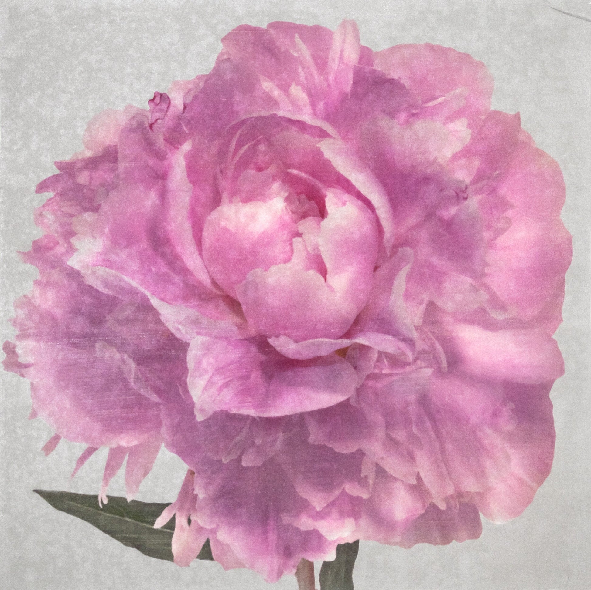 Photograph Print of Pink Peony for sale handcrafted from a photograph of a flower with delicate pink petals with silvery edges centered Square mode, grey background, wall art