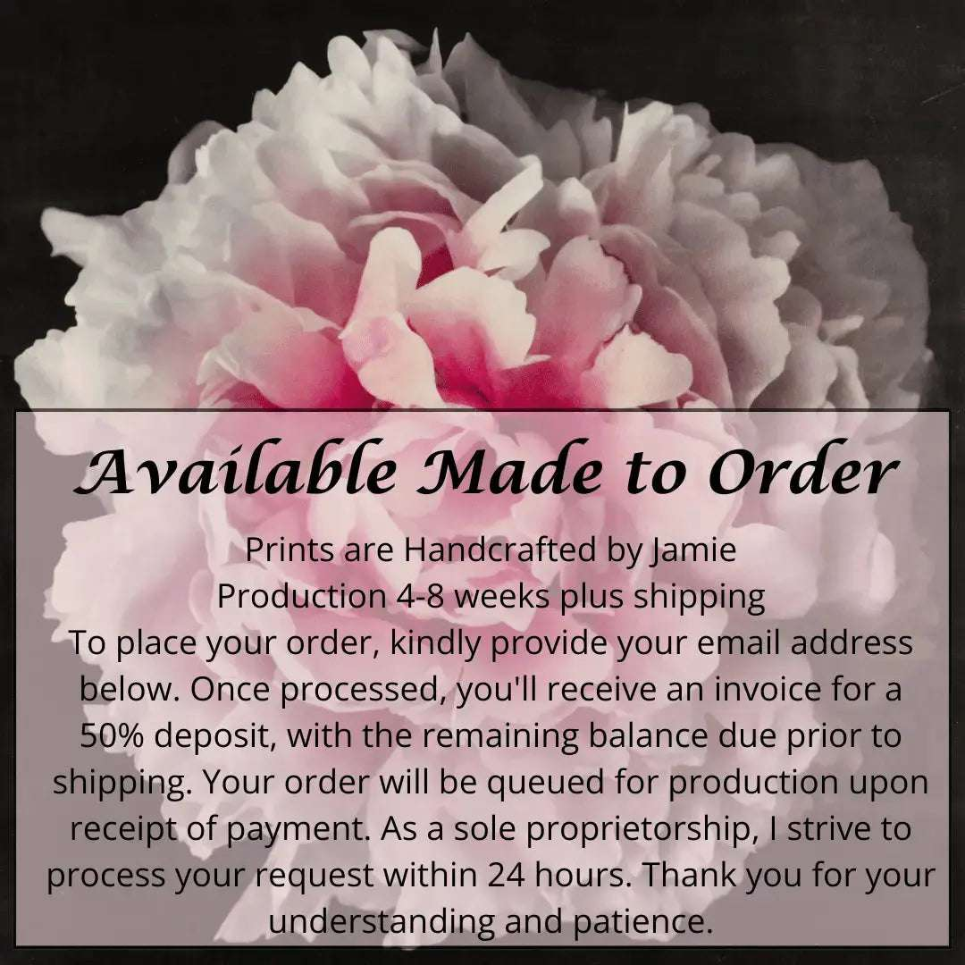 flower print pink rose peony with a collar of smaller ivory petals at the base big fluffy flower Centered in Square mode, black background, wall art