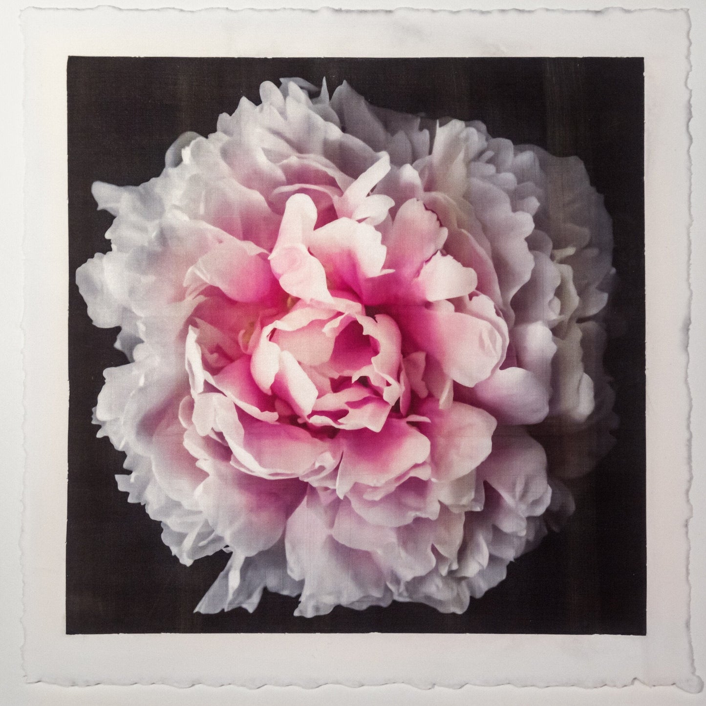 flower print pink rose peony with a collar of smaller ivory petals at the base big fluffy flower Centered in Square mode, black background, wall art