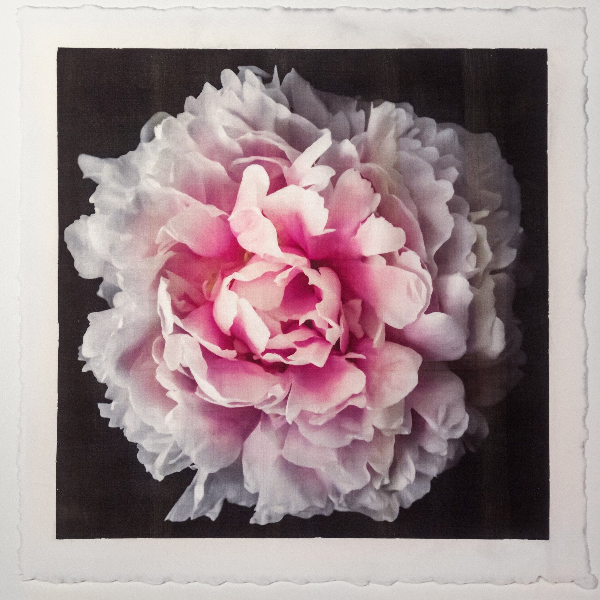 flower print pink rose peony with a collar of smaller ivory petals at the base big fluffy flower Centered in Square mode, black background, wall art