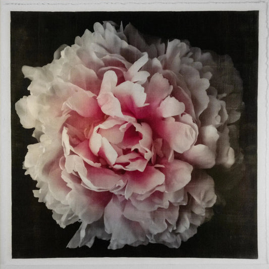 flower print pink rose peony with a collar of smaller ivory petals at the base big fluffy flower Centered in Square mode, black background, wall art