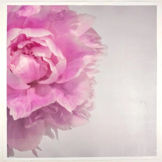 Fine Art Photograph Flower Print of Pink Peony peeking in from left side with pink petals and silvery edges Square mode,silver background, wall artPrint of Pink Peony for sale handcrafted from a photograph peaking in from left side with pink petals and silvery edges Square mode, grey background, wall art 12” square on cotton paper deckle edge