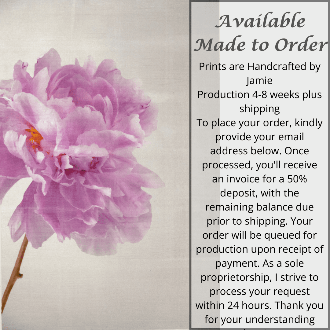 Print of Pink Peony for sale handcrafted from a photograph of a flower with delicate pink petals with silvery edges standing offset on the left, grey background, wall art